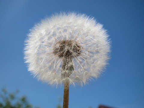 Dandelion flower