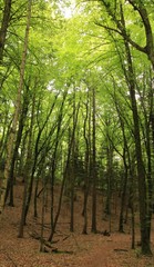 Forêt