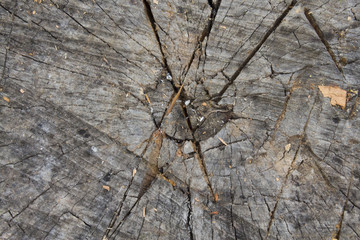 Sliced old tree