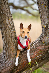 Basenji dog