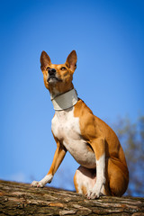 Basenji dog