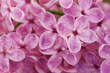 Lilac flowers after rain, close up.