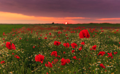 Rural scenery with poppies and evening storm colors