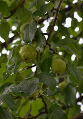 Pears and drops