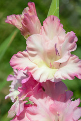 Pink gladiolus