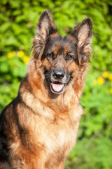 Portrait of german shepherd dog