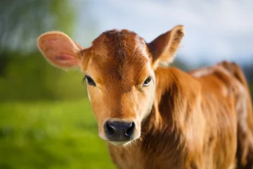 Zelfklevend Fotobehang jonge koe © DragoNika
