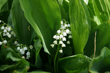 Fototapeta premium lily of the valley