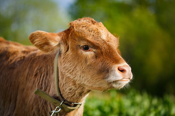 young cow