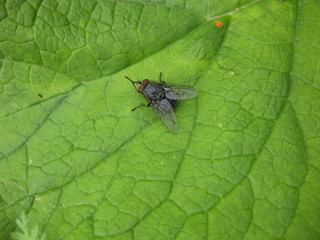 Fly on a leaf of  grass in a garden.