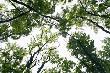 the trees in summer forest