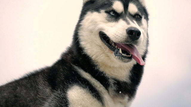 huskies