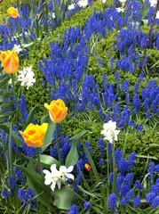 Foto auf Leinwand Frühlingsblumen im Garten © Carmela