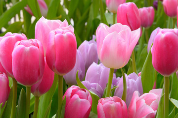 Tulips