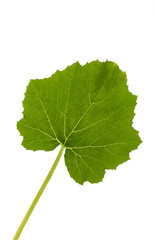 Close up image of courgette leaf on white