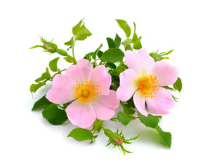 Naklejka na ściany i meble Pink dogrose isolated (Rosa rubiginosa)