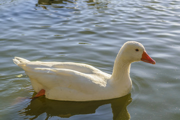 White Goose Swimming at Lake