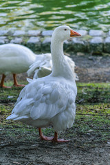 White Goose at Lake