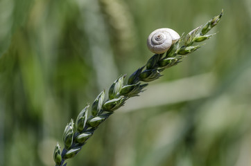 Snail on the stalk of wheat