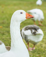 Group of Geese at Park