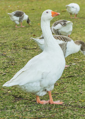Group of Geese at Park