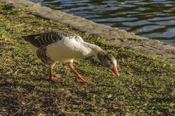 Goose Searching for Food