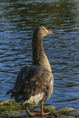 Dark Goose at Lake