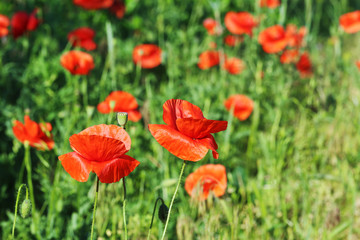 Fototapeta na wymiar Red poppy flowers, close up