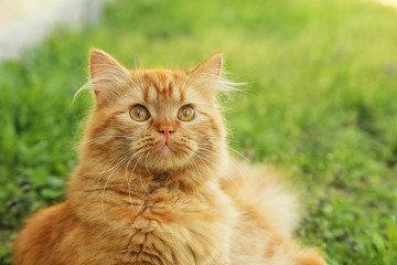 Naklejka na ściany i meble Redhead long hair cat on grass