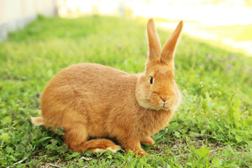 Young red rabbit on grass