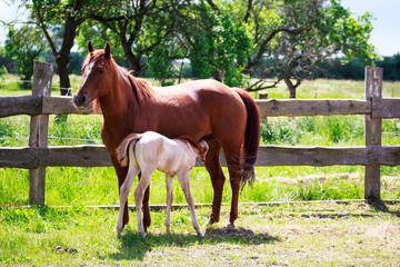 Fototapeta premium Mother and son