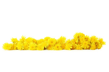 Yellow dandelion on white wooden background