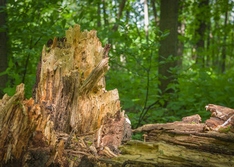 Tree trunk in forest