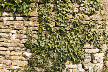 Stone built wall covered with Ivy