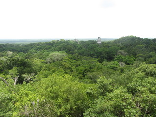 Pirámide Maya en Tikal