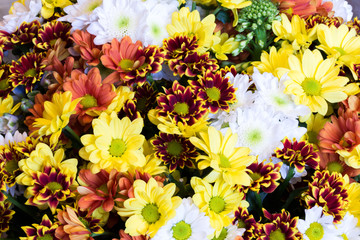 colorful chrysanthemum flowers spring summer selective soft focus the background