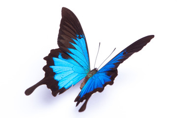 Blauer und bunter Schmetterling auf weißem Hintergrund