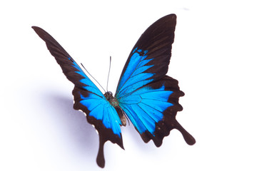 Blauwe en kleurrijke vlinder op witte achtergrond