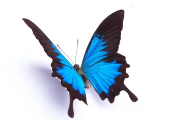 Foto op Plexiglas Vlinder Blauwe en kleurrijke vlinder op witte achtergrond