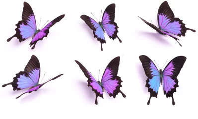 Deurstickers Vlinders Blauwe en kleurrijke vlinder op witte achtergrond