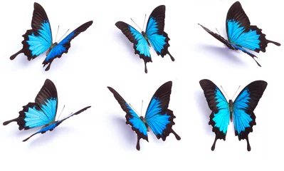 Fotobehang Vlinders Blauwe en kleurrijke vlinder op witte achtergrond