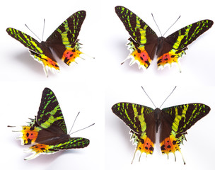 Naklejka premium Blue and colorful butterfly on white background
