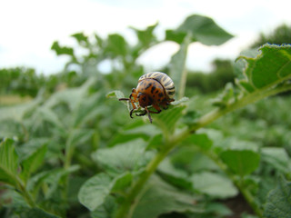 Colorado potato beetle is sitting on a piece of potato
