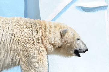 Obraz na płótnie Canvas Полярный медведь.