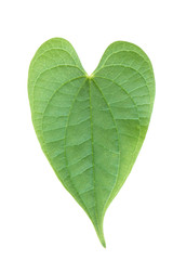 Yam leaf isolated on white background