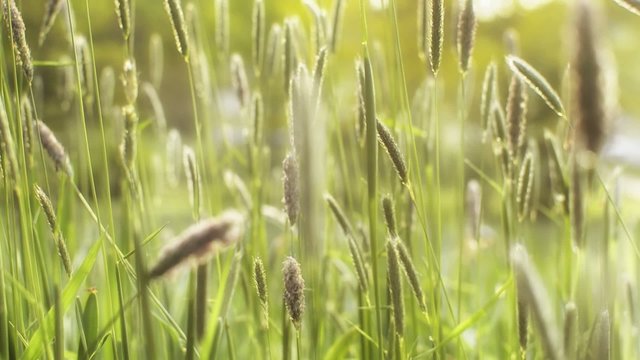 Zauberhaftes flirrendes Licht wabert durch lange Grashalme einer naturbelassenen Wiese im Kurpark Brilon