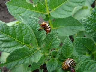 Colorado potato beetle