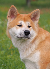 Naklejka na ściany i meble Portrait of young dog of breed Akita-inu