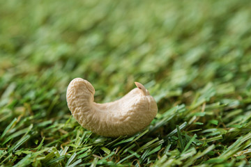 cashew nut