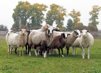 Herd of sheep on a green pasture